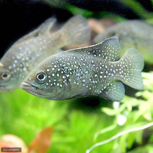 تويتر 熱帯魚 淡水魚 チャーム公式 على تويتر パラティラピア ポレニィ入荷しました マダガスカル島原産の中型シクリッドの仲間で 美しいパールスポットが特徴的な種です 同種間で激しくケンカし 他種にも気の荒い部分を見せます 混泳はサイズや力関係を تويتر 熱帯魚 淡水魚 チャーム公式 على تويتر パラティラピア ポレニィ入荷しました マダガスカル島原産の中型シクリッドの仲間で 美しいパールスポットが特徴的な種です 同種間で激しくケンカし 他種にも気の荒い部分を見せます 混泳はサイズや力関係を