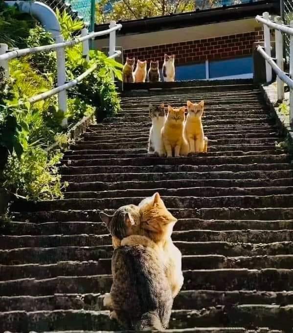 Summer54975311's tweet photo. Caturday! #catsoftitter https://t.co/gTdsEjbupm