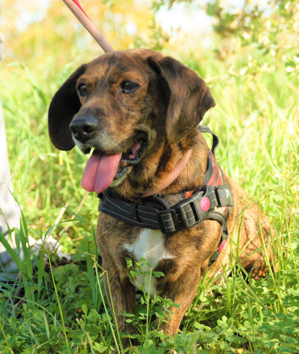protemalaga's tweet photo. Oscar Mayer: 5 añitos. Es un mix de perro salchicha, bajito y extra largo, súper gracioso con sus patitas cortas y sus largas orejas. Es activo y le encanta jugar a la pelota.  Si estás interesad@ escribe a  geriatrico@protectoramalaga.com https://t.co/Z0nWsfqsvq