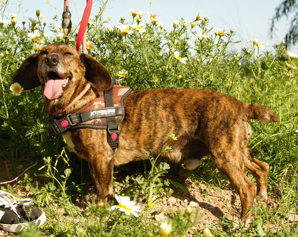protemalaga's tweet photo. Oscar Mayer: 5 añitos. Es un mix de perro salchicha, bajito y extra largo, súper gracioso con sus patitas cortas y sus largas orejas. Es activo y le encanta jugar a la pelota.  Si estás interesad@ escribe a  geriatrico@protectoramalaga.com https://t.co/Z0nWsfqsvq