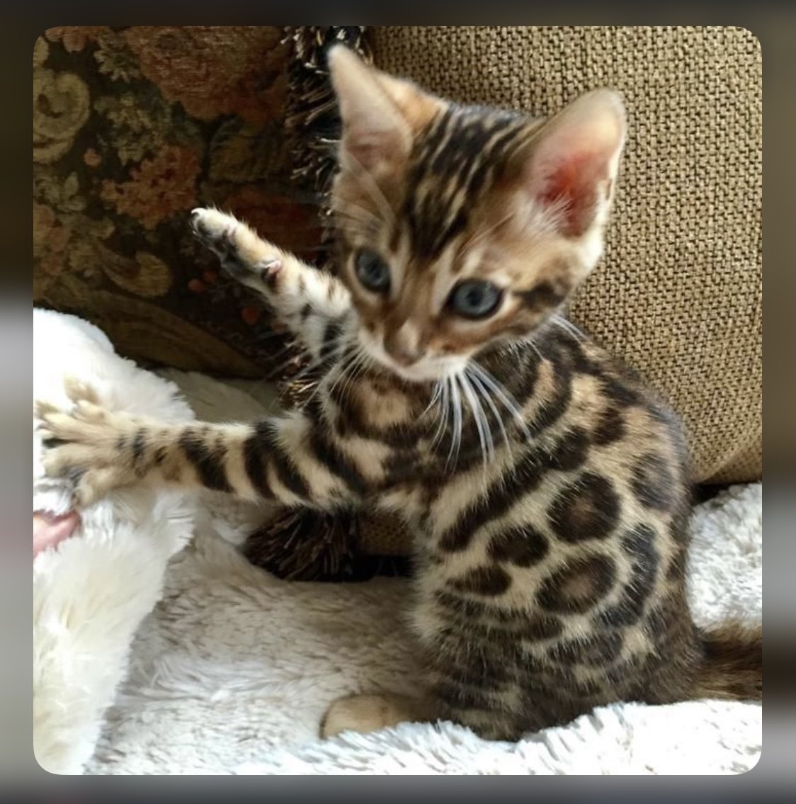 Бенгальские котята