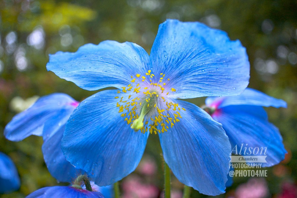 Himalayan Blue Poppy©️. Shop.Photo4Me.com/1130137 & fineartamerica.com/featured/2-him… & alisonchambers2.redbubble.com & Society6.com/Alisonchambers2 - name not on print #blueflowers #bluedecor #Meconopsis #himalayanbluepoppy #bluepoppy #framedprints  20% off at Photo4Me.