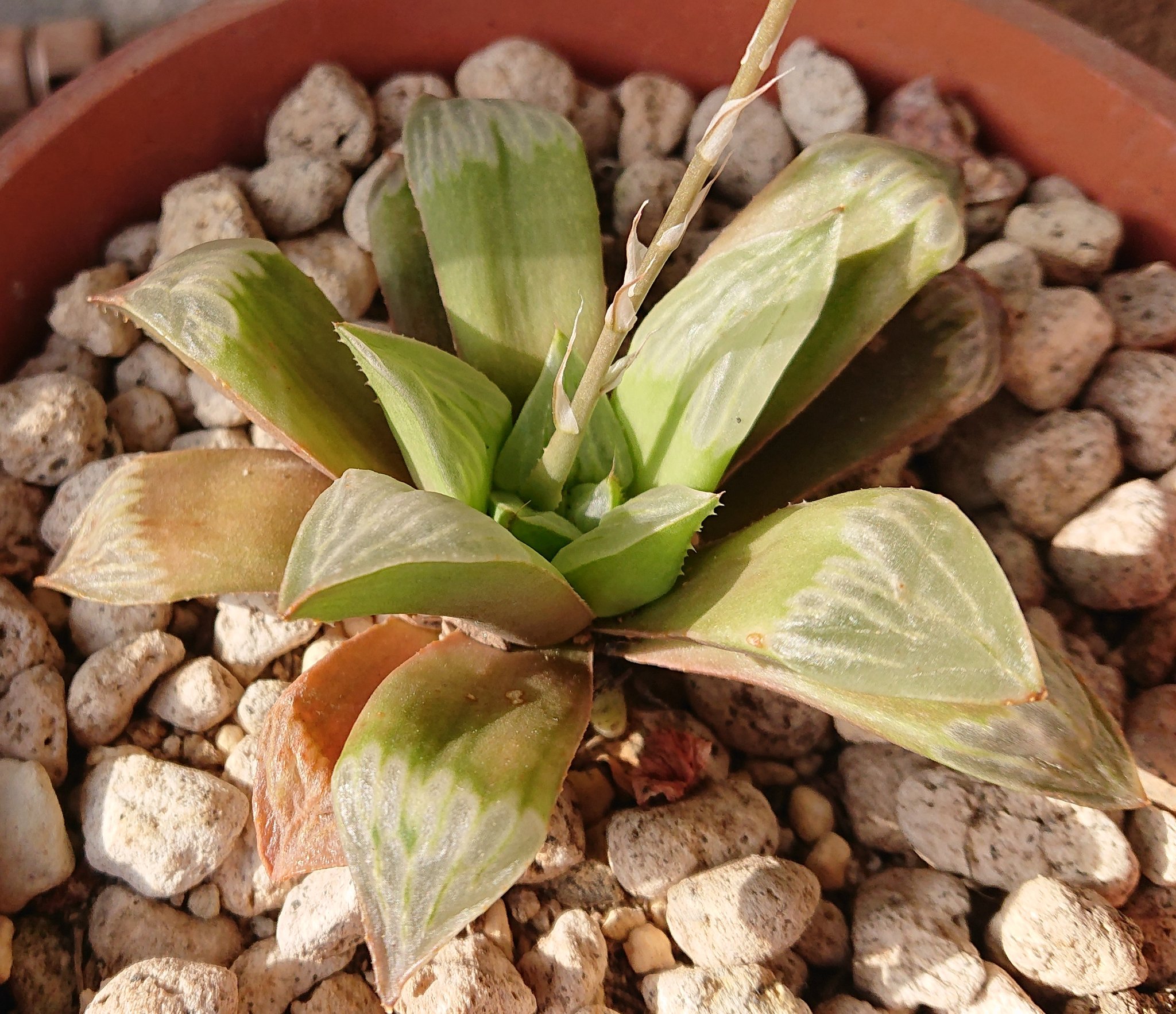 Gonta 葉焼けではなく これも この冬の寒さにやられて やっと瀕死からの回復です 午前中だけ陽射しが入る車庫がとてもいいみたい 多肉植物 ハオルチア T Co E5ogiohw3y Twitter