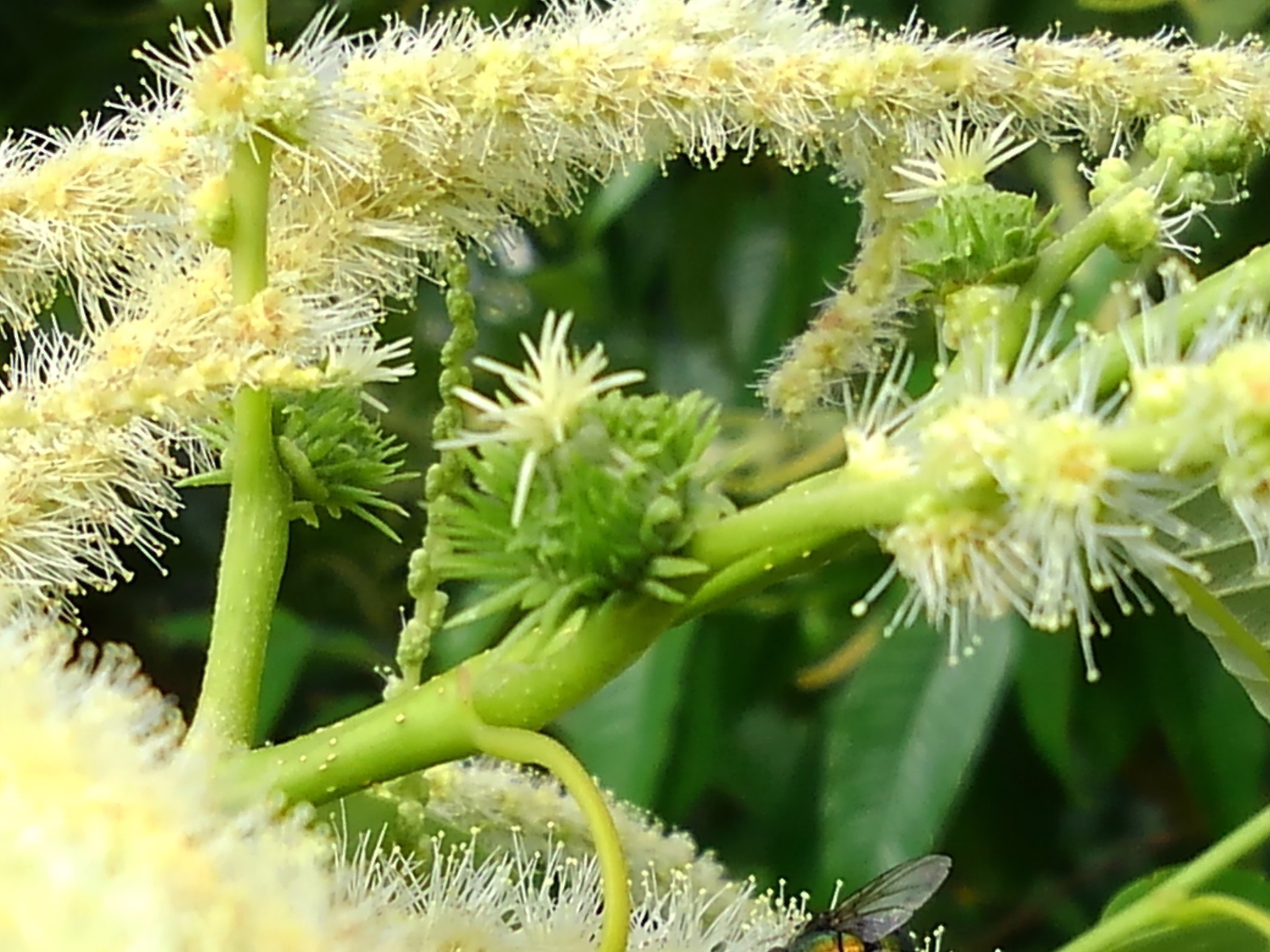 大山いづみ 栗の花って嫌な匂いで あんなに花が咲いてて どこに栗ができるのか近所の栗の木を観察した 沢山の花 は雄しべ ちっちゃな栗が出来てました 栗 栗の赤ちゃん イマソラ 空ネット T Co Fzhg8azhqe Twitter