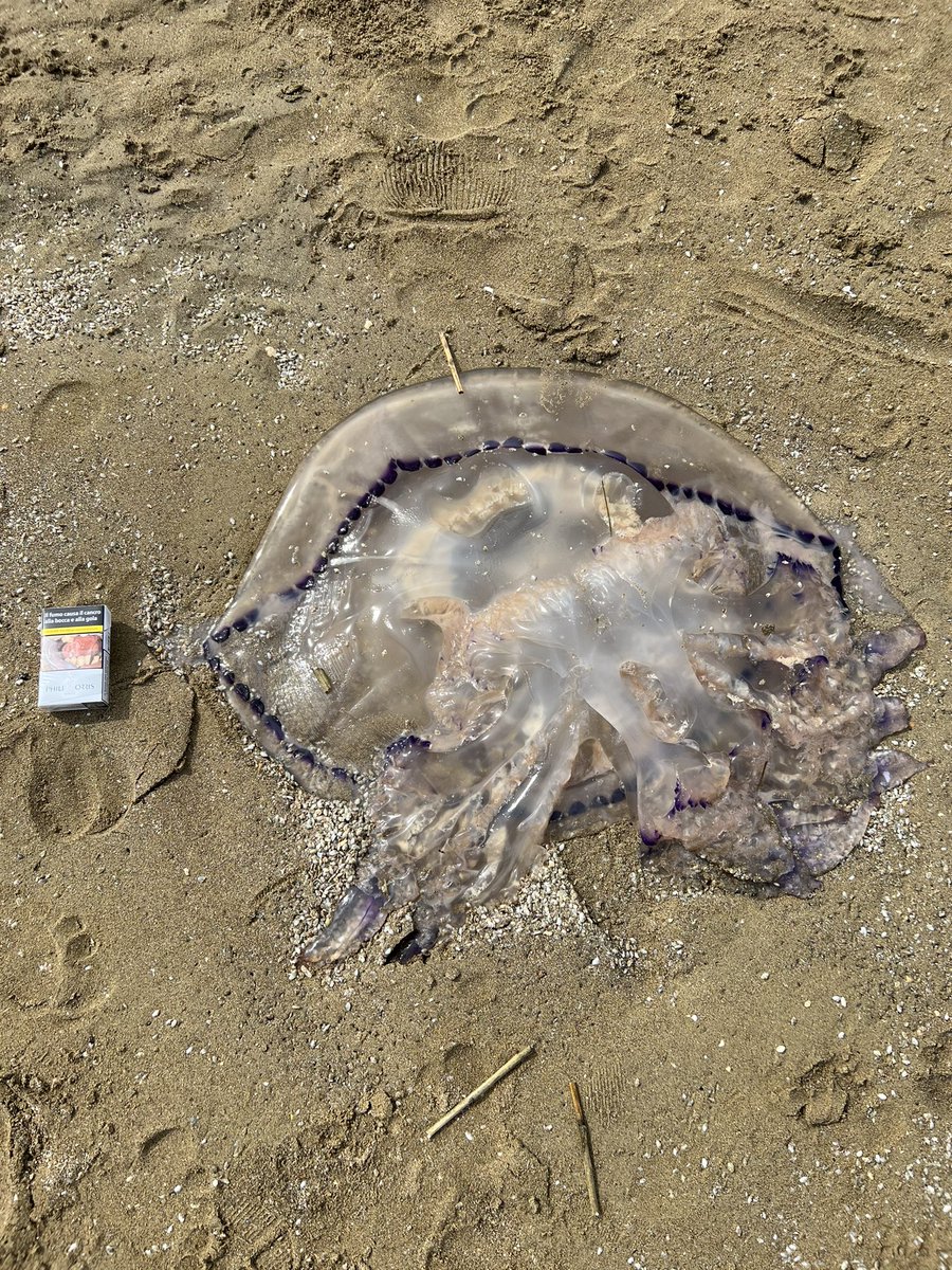 Rosella (con una S) tweet media