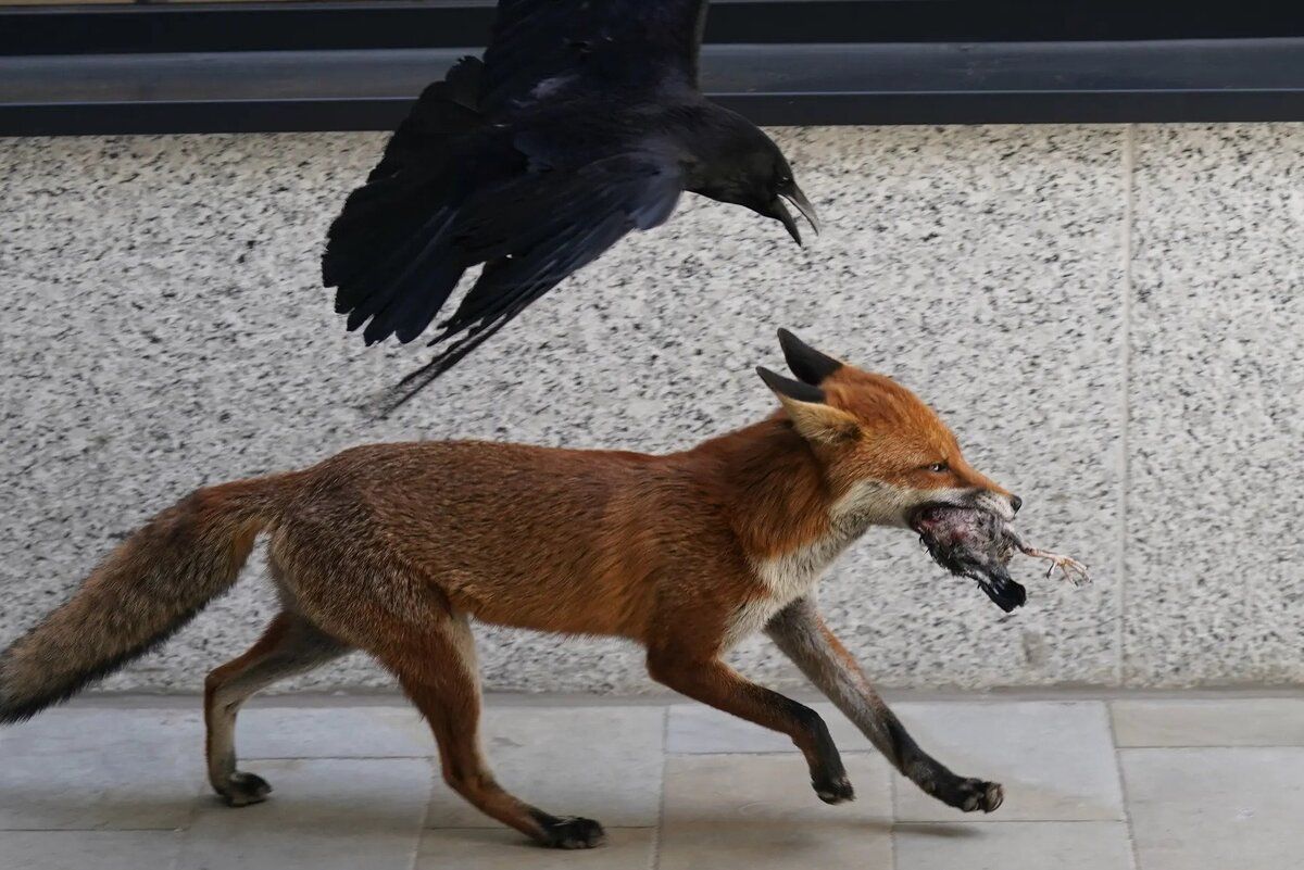 A crow pursues a fox that has dug up a bird carcass, outside the Old Bailey in central London
Credit: Stefan Rousseau/PA Wire https://t.co/NoAFEUbCjw