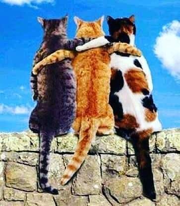 Happy International Hug Your Cat Day

@GeraldineJones8 @d4dodeau https://t.co/d6Ni2DAaYs