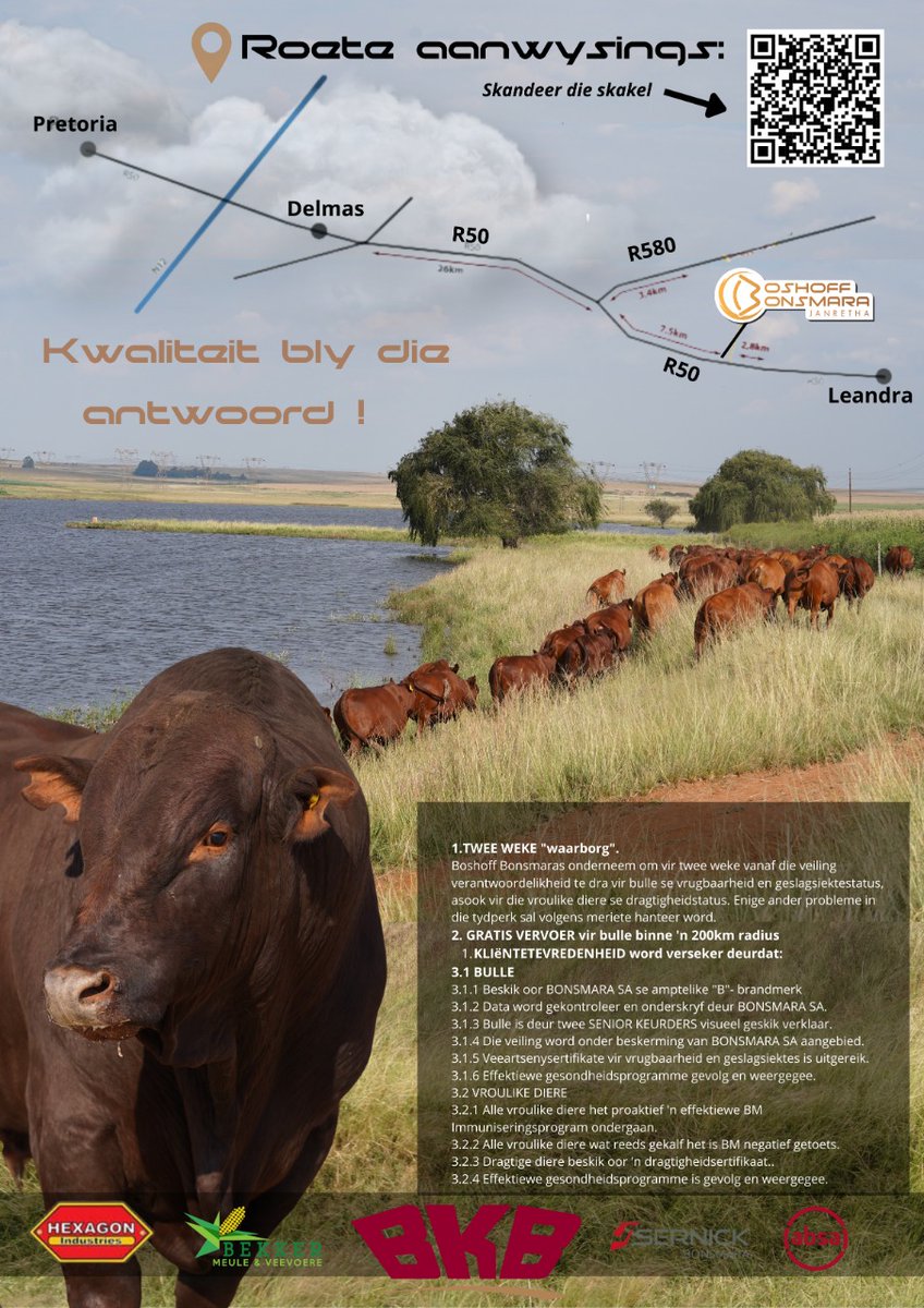 Veeplaas1's tweet photo. Op 29 Junie om 11:00 kan jy topgehalte #BoshoffBonsmara-diere aanskaf tydens dié teler se #produksieveiling op Leandra naby Delmas. Bulle kan op 11 Junie besigtig word. 
#BonsmaraSA #beesboer #bonsmarabulfie https://t.co/gfAKRelF3K