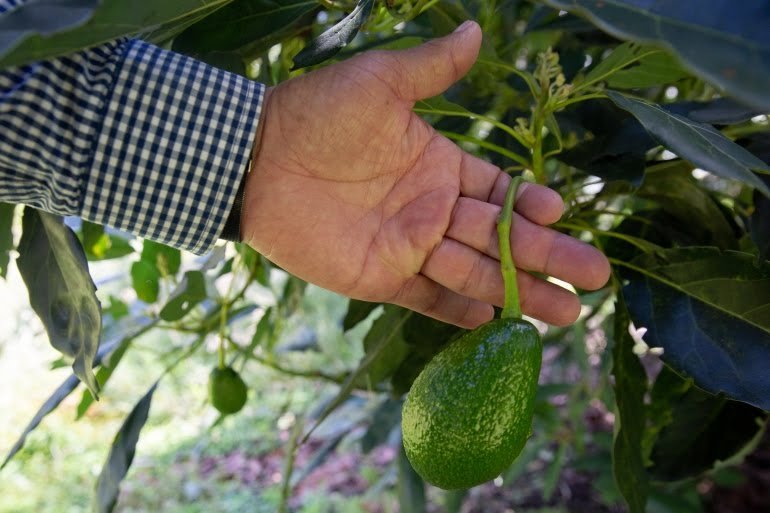 Avocado production in Africa could grow as significantly and rapidly as in Colombia over recent years, according to a representative of Westfalia Fruit.