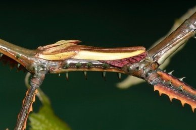 الحشرة العصوية
Achrioptera manga 

هذا ذكر يمتلك لون أزرق معدني زاهي مع اللون الأصفر ، برغم إنه يمتل...