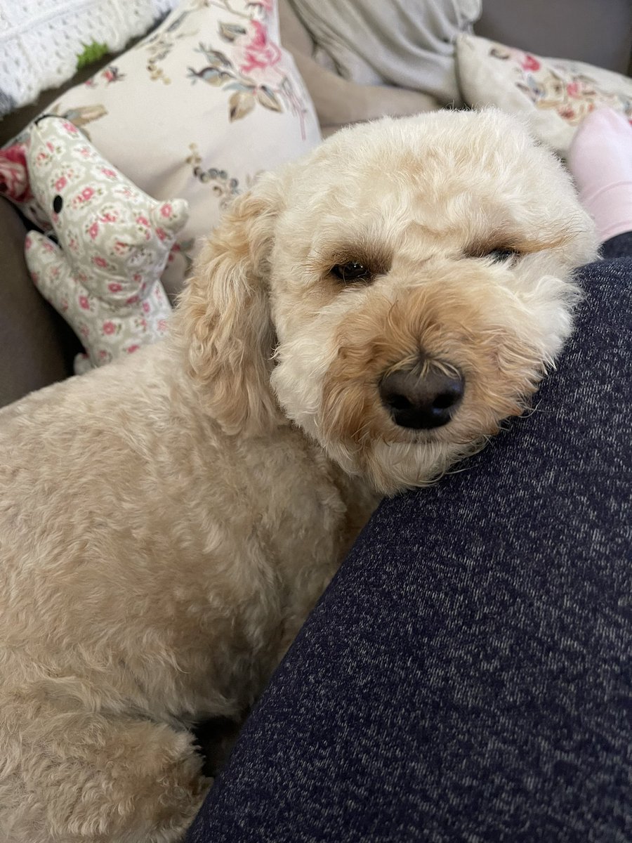 Ruby_Cockapoo's tweet image. Please excuse my mummy.. she’s slooowwwly getting use to #Twitter 🤪🤪🤪 #DogsofTwittter