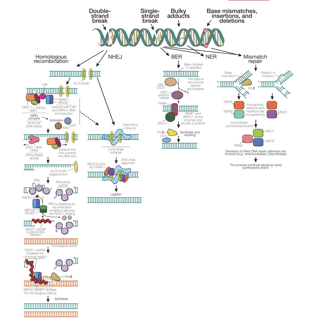 Joaquin Mateo (@quimmateo) on Twitter photo Our new review paper: "Clinical implications of HRR mutations in prostate cancer" lead by <a href="/pablo_cresta/">Pablo Cresta</a> <a href="/VHIO/">Vall d’Hebron Institute of Oncology (VHIO)</a> for this month's special issue @ The Prostate on #prostatecancer #Genomics and #precisionmedicine #openaccess onlinelibrary.wiley.com/doi/10.1002/pr… Our new review paper: "Clinical implications of HRR mutations in prostate cancer" lead by <a href="/pablo_cresta/">Pablo Cresta</a> <a href="/VHIO/">Vall d’Hebron Institute of Oncology (VHIO)</a> for this month's special issue @ The Prostate on #prostatecancer #Genomics and #precisionmedicine #openaccess onlinelibrary.wiley.com/doi/10.1002/pr…