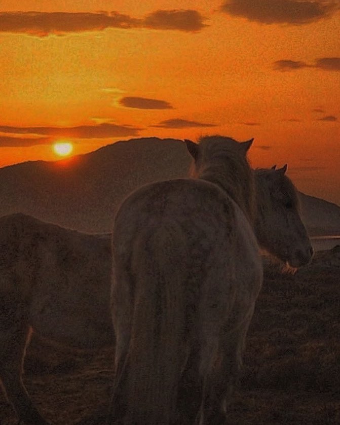 Heartbeat and Sunrise

#SaturdayVibes #nature #natureconnection #sunrise #horses #eriskayponies #beautiful #serenity #jefinuist #southuist #ThePhotoHour #StormHour #isleofsouthuist #OuterHebrides #Scotland