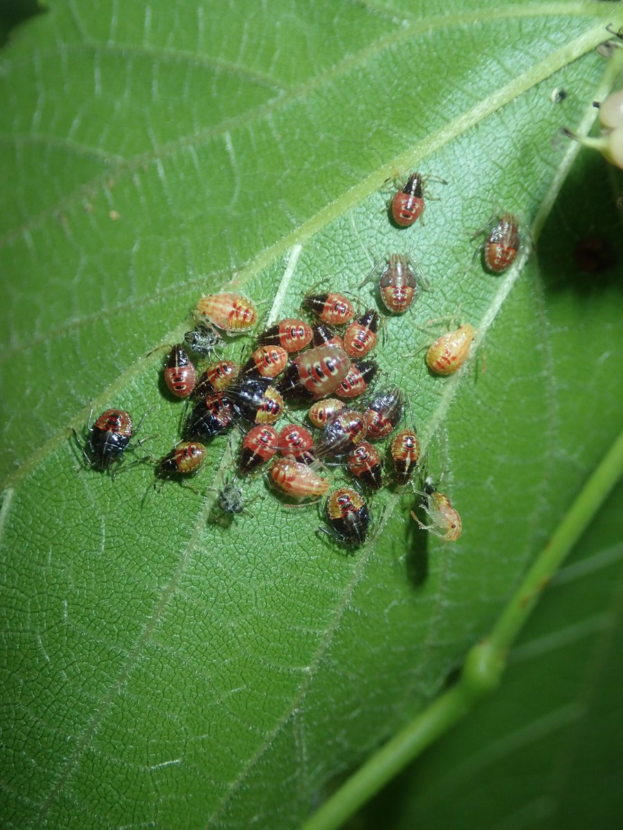 DipFun64's tweet photo. nymphs of #Elasmucha putoni Scott, 1874？
#ヒメツノカメムシ 幼虫さんたちかな？

植物はヤマグワ Morus bombycis Koidz. のはず.

カワイイ。
脱皮中の子もいる。

06 June 2022 撮影
TG-5

#Hemiptera
#Heteroptera https://t.co/r63xd7wPRw