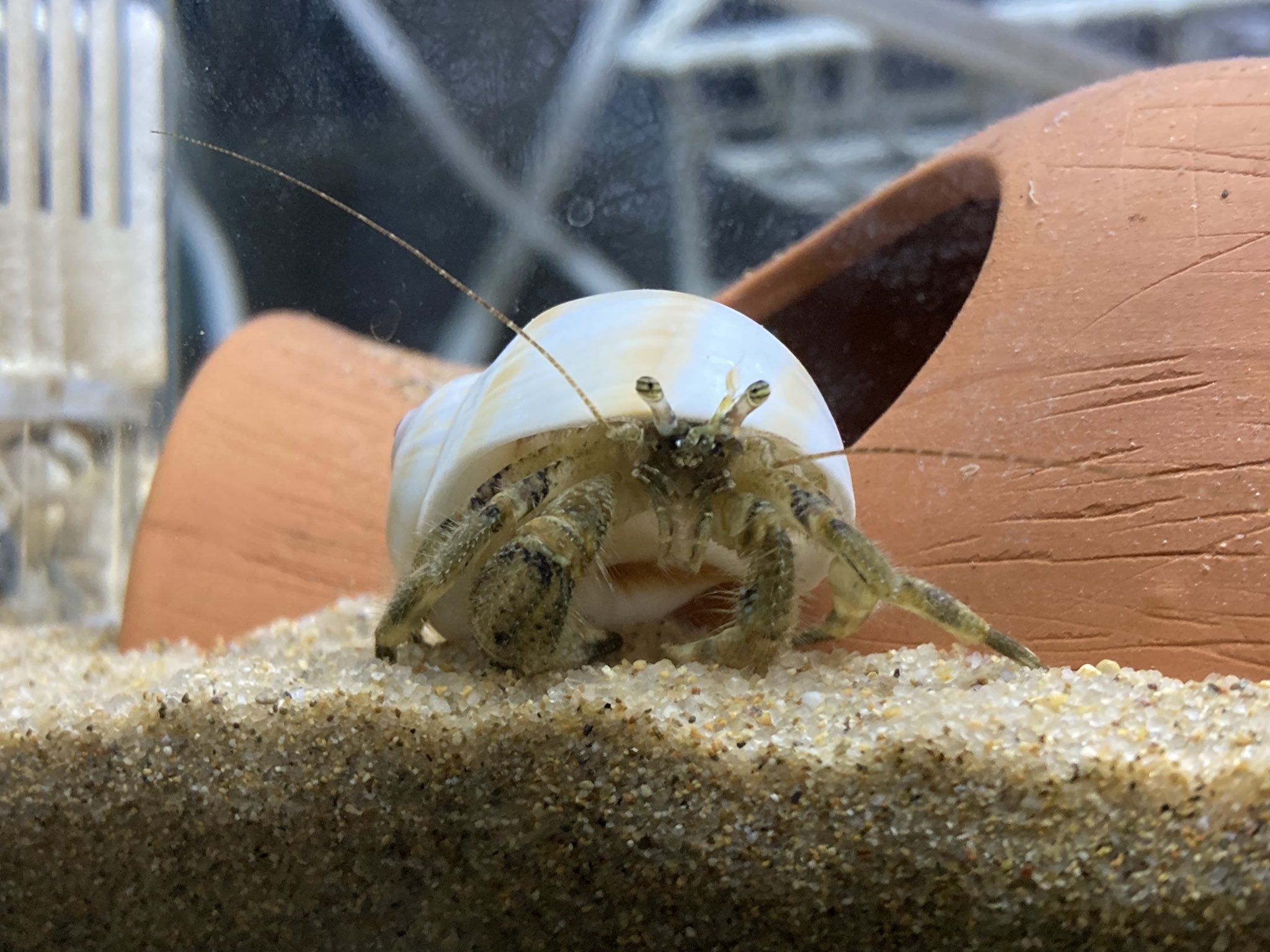 とんとん 脱皮を本格的に 失敗すると生死に関わるので 片腕で済んだと言うべきか 今後の脱皮で再生すると思うので飼い主は見守ることにする Twitter