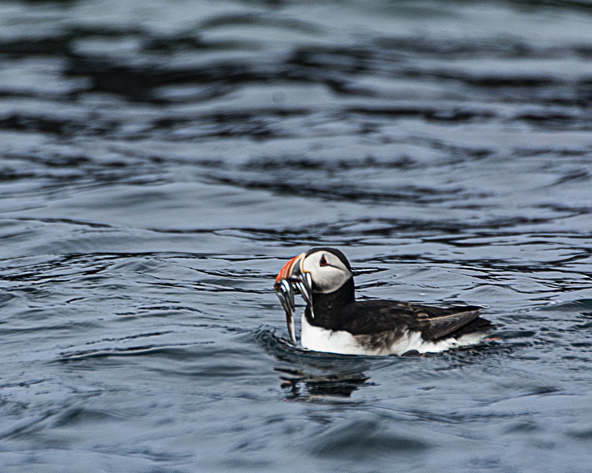 gazzab's tweet photo. We enjoyed a trip out to the Farne Islands including a landing on Longstone Island yesterday evening https://t.co/OjRnnS7pjv