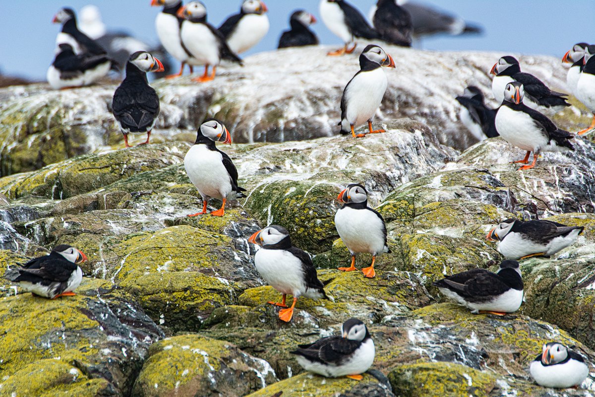 gazzab's tweet photo. We enjoyed a trip out to the Farne Islands including a landing on Longstone Island yesterday evening https://t.co/OjRnnS7pjv
