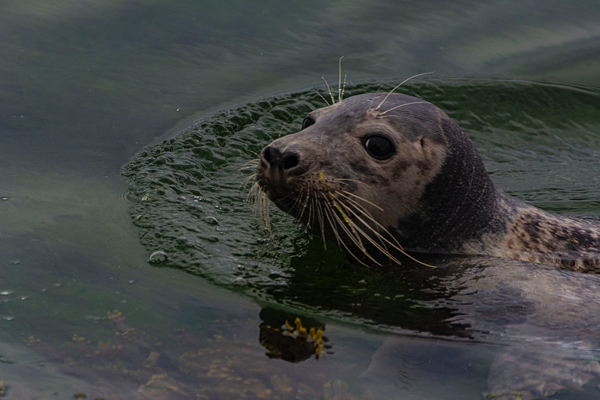gazzab's tweet photo. We enjoyed a trip out to the Farne Islands including a landing on Longstone Island yesterday evening https://t.co/OjRnnS7pjv