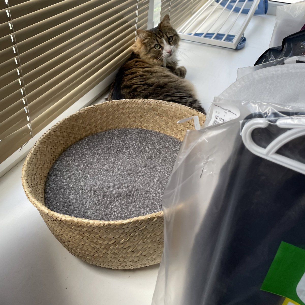 жаба буданова tweet media