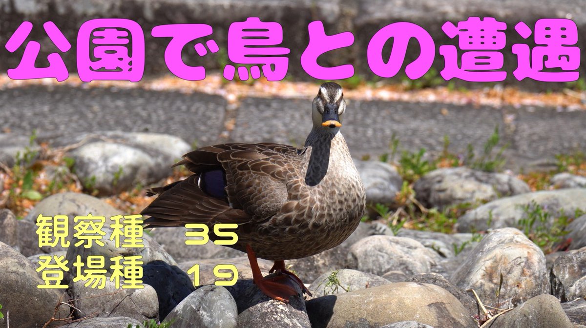 鳥との遭遇 Japanesewagtail Twitter