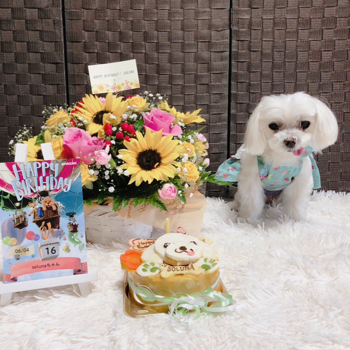 tierran0731's tweet photo. ♬ °･ ᕼᗩᑭᑭY ᗷIᖇTᕼᗞᗩY･° ♬︎
6月4日。そるなの16歳のお誕生日です。元気に迎えられて良かった♥
似顔絵ケーキ気に入ってくれていっぱい食べたよ🐶
そっちんいつもありがとう⸜ ෆ ⸝‍

#マルチーズ#maltes#16歳 https://t.co/zrBqo5q32p