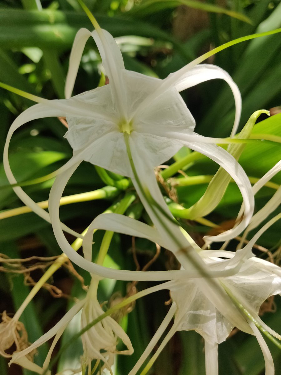 its_AllOK's tweet photo. White the purest color.. https://t.co/hj4pYQRkAp
