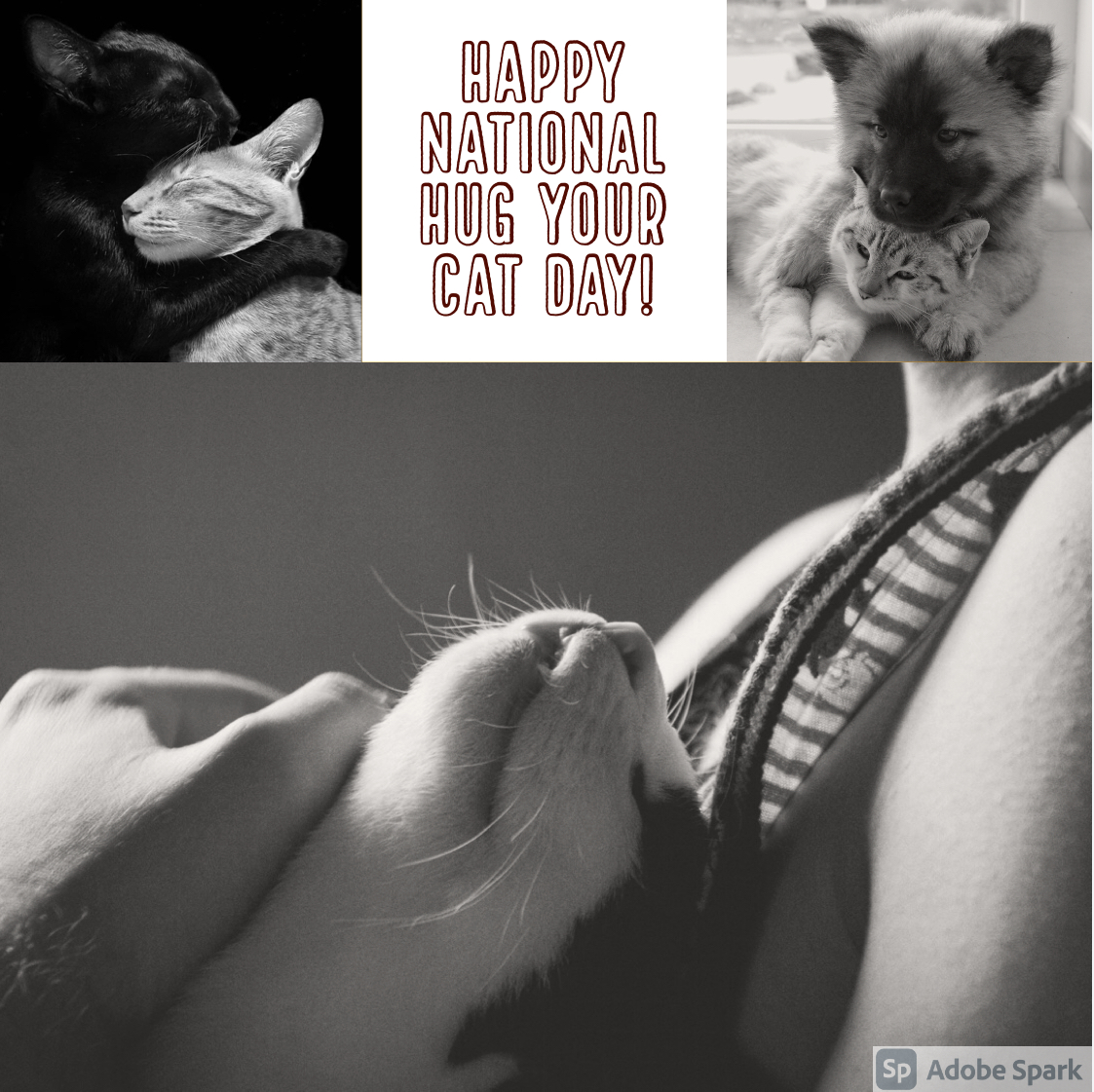 Happy National Hug Your Cat Day!
Did You Know? You can find a cat friend at your local animal shelter, who often have a need for volunteers too!