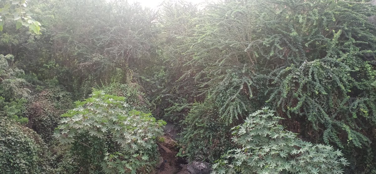 TitwalaT's tweet photo. कल्याण डोंबिवली महानगरपालिका प्रभाग क्षेत्र मांडा-टिटवाळा परिसरात प्रत्येक वर्षी पहिल्या पावसाळ्यातच अनेक ठिकाणी पाणी भरते याच प्रमाणे टिटवाळा गणेश मंदिर रस्ता , जावई पाडा रुंदा रोड इंदिरानगर स्मशानभूमी परीसर अजूनही नालेसफाई झाली नाही . याहीवर्षी मांडा टिटवाळा करांना वाली नाही . https://t.co/rdKabIPi4z