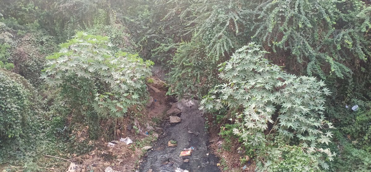 TitwalaT's tweet photo. कल्याण डोंबिवली महानगरपालिका प्रभाग क्षेत्र मांडा-टिटवाळा परिसरात प्रत्येक वर्षी पहिल्या पावसाळ्यातच अनेक ठिकाणी पाणी भरते याच प्रमाणे टिटवाळा गणेश मंदिर रस्ता , जावई पाडा रुंदा रोड इंदिरानगर स्मशानभूमी परीसर अजूनही नालेसफाई झाली नाही . याहीवर्षी मांडा टिटवाळा करांना वाली नाही . https://t.co/rdKabIPi4z