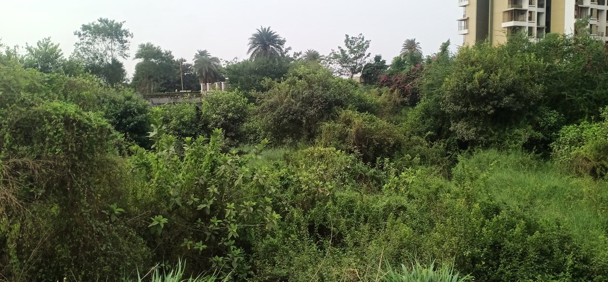 TitwalaT's tweet photo. कल्याण डोंबिवली महानगरपालिका प्रभाग क्षेत्र मांडा-टिटवाळा परिसरात प्रत्येक वर्षी पहिल्या पावसाळ्यातच अनेक ठिकाणी पाणी भरते याच प्रमाणे टिटवाळा गणेश मंदिर रस्ता , जावई पाडा रुंदा रोड इंदिरानगर स्मशानभूमी परीसर अजूनही नालेसफाई झाली नाही . याहीवर्षी मांडा टिटवाळा करांना वाली नाही . https://t.co/rdKabIPi4z