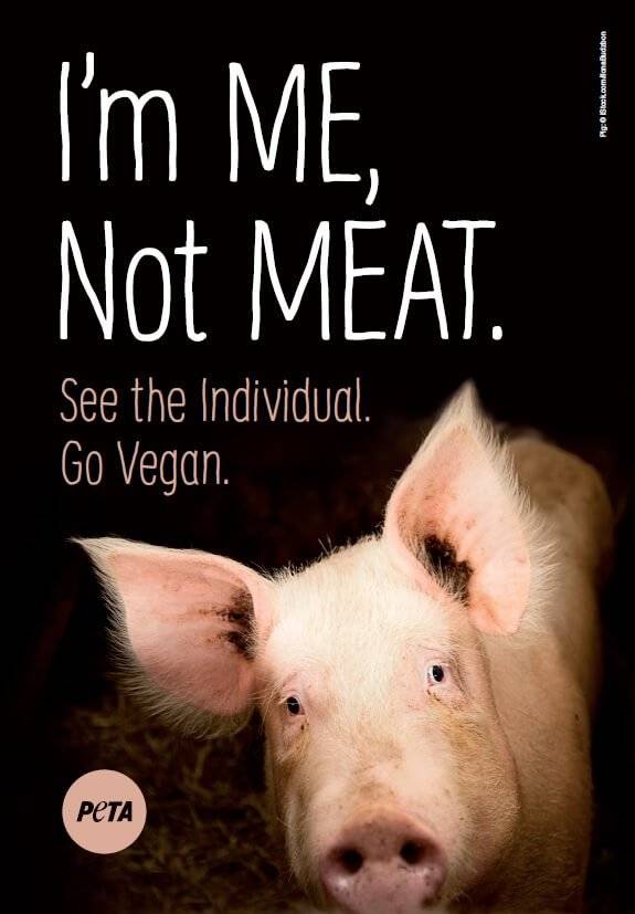 Vegan Future tweet media