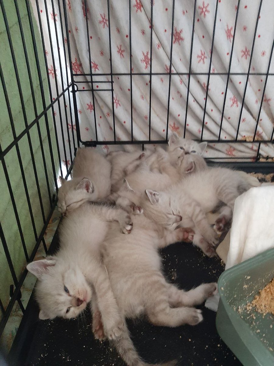 New needs arise - we help in any way we can. A huge thanks to Iryna Rabotyagova from Poltava for hosting all these pets.

#PetShelter #Poltava #Kharkiv #Refugees #IDP #StandWithUkraine #SooperPooper #Poop2earn