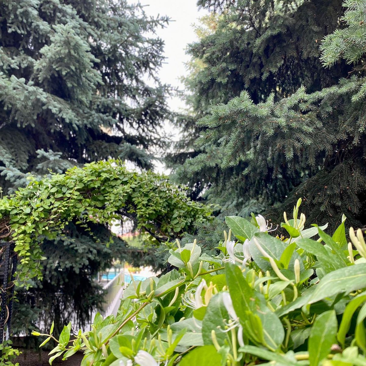 #ikbalthermal bahçesinde huzur dolu bir gün. ☺️
A peaceful day in our garden @ikbalthermal ☺
.
@ikbalthermal
.
#huzurdolubirgündileriz #haveapeacefulday #huzur #peace #dinginlik #serenity #yeşil #green #doğa #nature #oksijen #oxygen #temizhava #ikbal #ikbalthermal #afyon