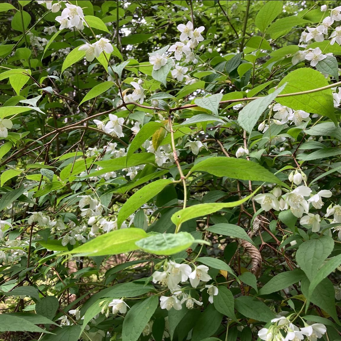 則武千鶴 アトリエセン ウツギの種類の一部 バイカウツギ ヒメウツギ タニウツギ ツクバネウツギ もっとたくさんの種類が雲ケ畑で見られます 初夏の山の楽しみです 雲ケ畑 くもがはた 鴨川源流 T Co Xubth6ubpw Twitter