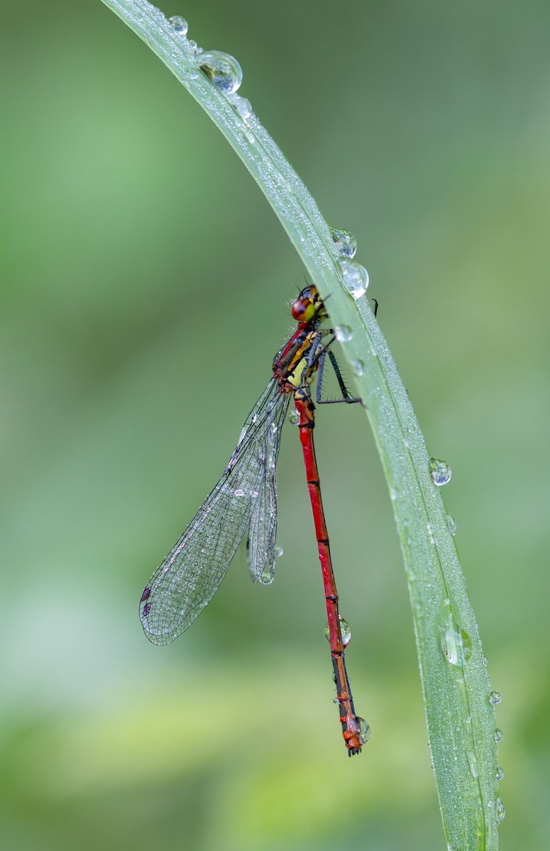 tiny_planet_'s tweet photo. Dragonfly. https://t.co/REb0Fa74Rf