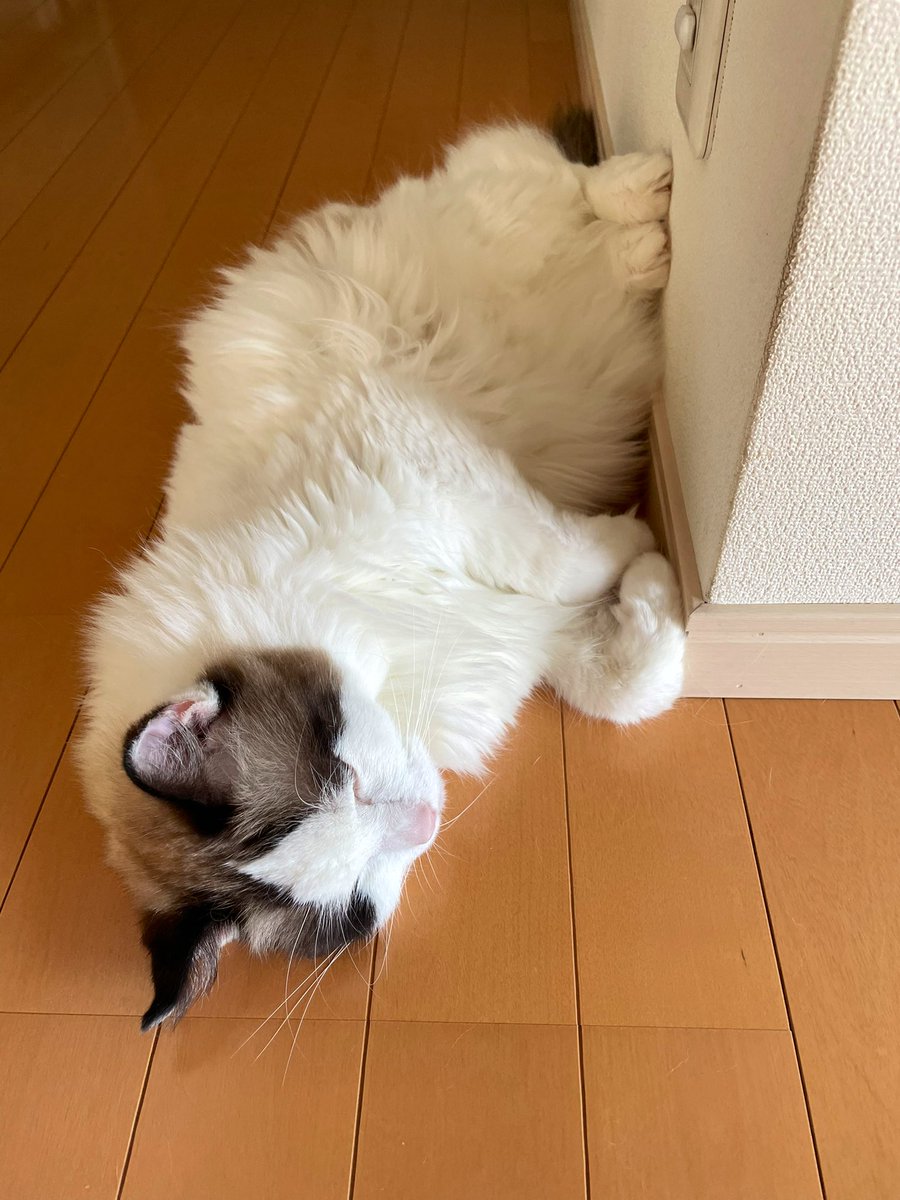 お気に入りの場所😊

#猫の居る暮らし 
#猫がいる幸せ
