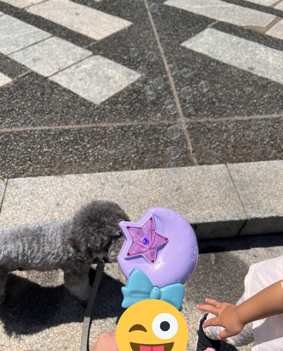 nicoxgray's tweet photo. 朝からビール飲んで、シャボン玉して、楽しい土曜日になりました😘
#犬のいる暮らし #わんすたぐらむ #犬バカ部 #犬好きさんと繋がりたい #トイプードル #トイプードルシルバー #シルバートイプードル #toypoodles #toypoodlesilver https://t.co/wmkQQkItrn