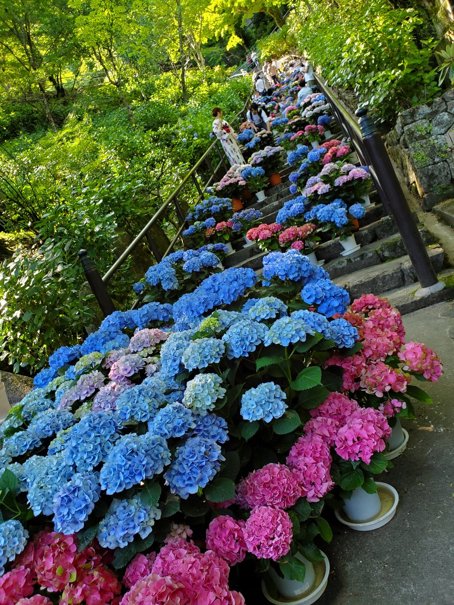 大和三大観音　あぢさゐ回廊

#ファインダー越しの私の世界 #写真好きな人と繋がりたい #写真撮ってる人と繋がりたい