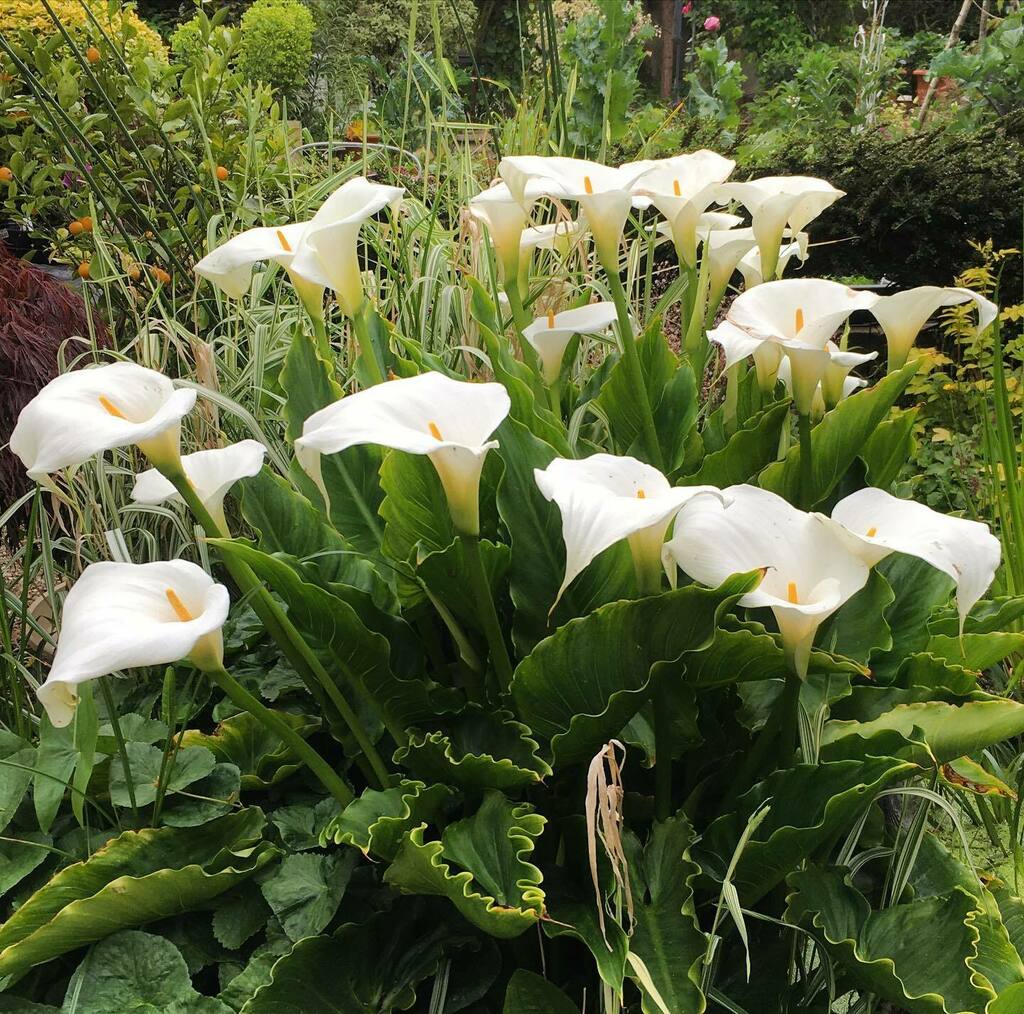 Rhizowen's tweet photo. Our Brazilian neighbour calls this ‘copo de leite’. What do you call Zantedeschia aethiopica? #arumlily #copodeleite #zantedeschia #araceae #floraofsouthafrica #zantedeschiaaethiopica #plantnames https://t.co/Vi0or2F7ld https://t.co/XkPGfUAzHe