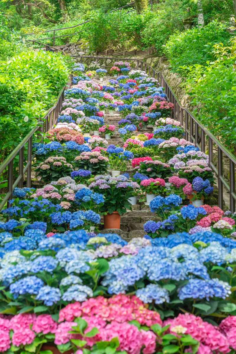 フォトジェニックなスポット！紫陽花で彩られた階段が素敵♪