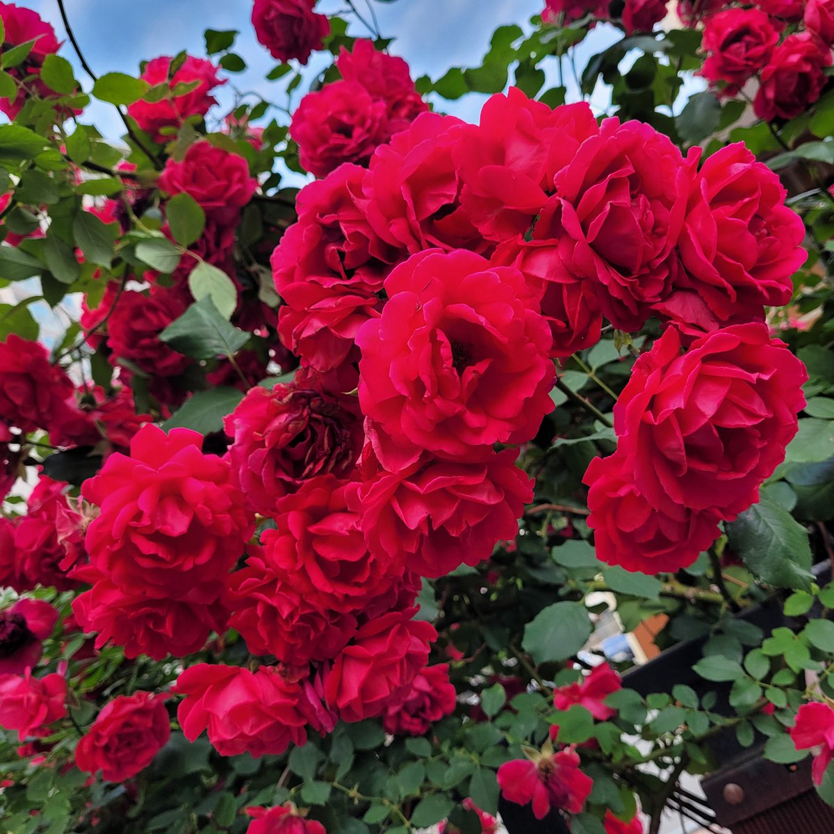 붉은 꽃을 주워 안고서
너에게 달리는 걸 사랑이라 알고 있었네.