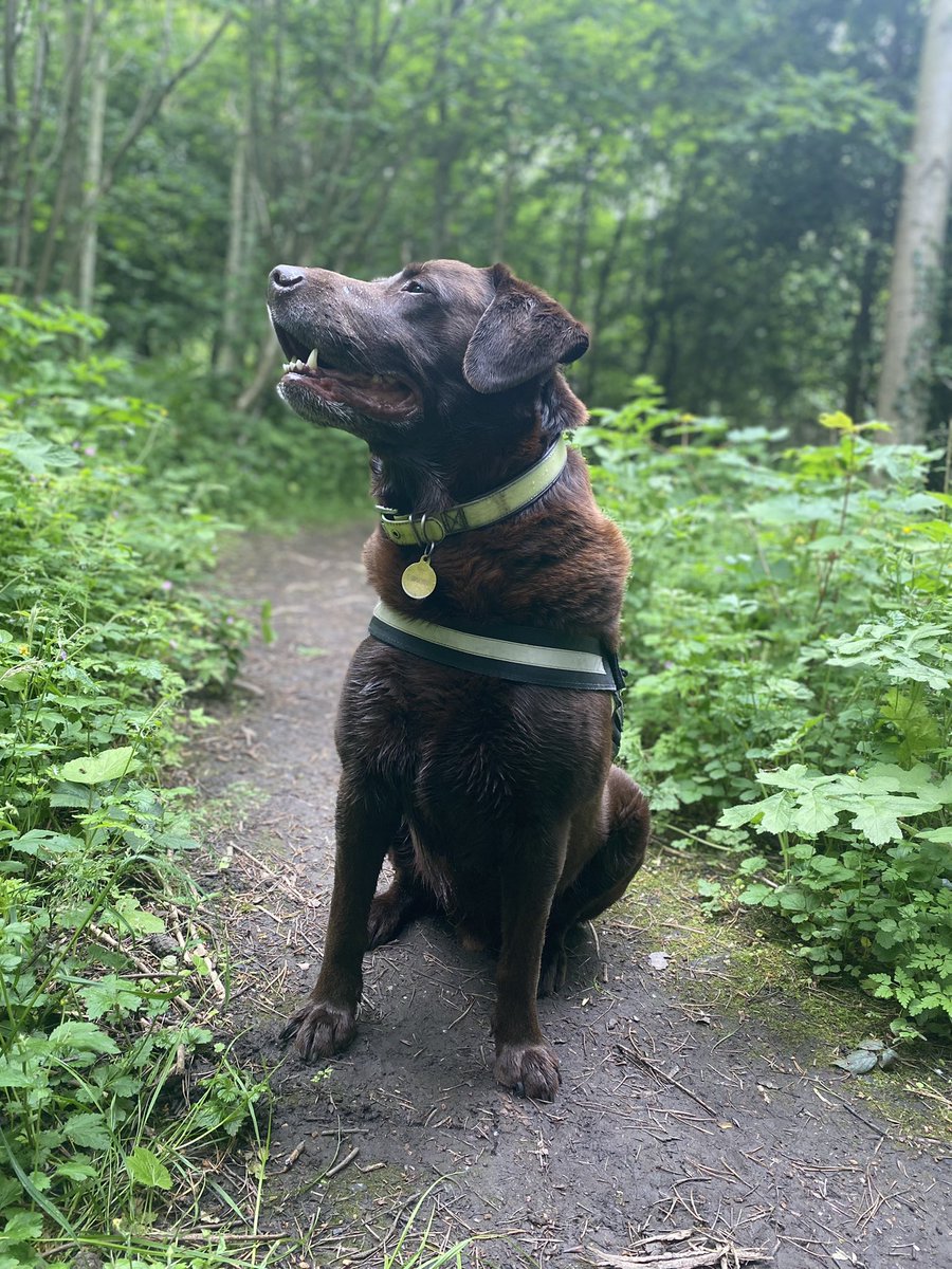 _JenniferFish's tweet photo. Another 4km in the bag this morning for @DayOneTrauma #100kminJune challenge and made some four-legged friends along the way #MoreTraumaSupport https://t.co/hzwUKbroa0 https://t.co/8pGVvCUDdC