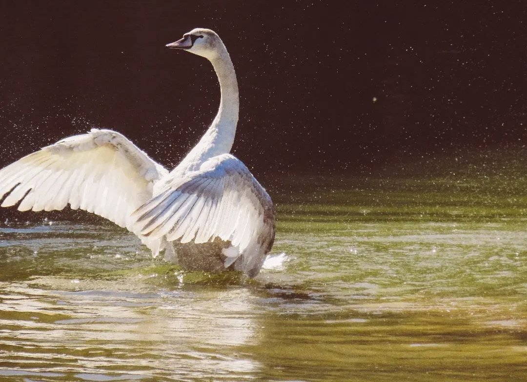 993Shades's tweet photo. “The swan, like the soul of the poet, By the dull world is ill understood.” ~ Heinrich Heine

#canon #swan #photography #nature #Deutschland #Weimar https://t.co/cy0qrKjHHe