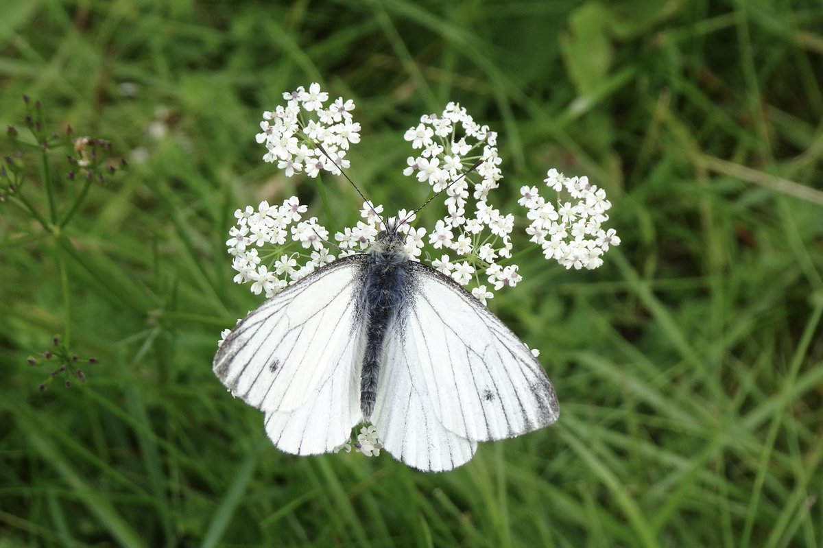 1st Brimstone, Red Admiral and Large Skipper of the year. Clouded Border. Lots of fresh Speckled Wood. Late flurry of Orange-tip. Plenty of Green-veined White. Still the odd Peacock, Small Tort., Comma. 

Baildon & Esholt #VC64

@BC_Yorkshire @BradfordNature @savebutterflies https://t.co/Z2SYtgymC6