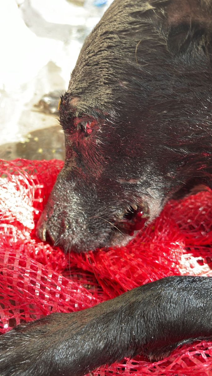 dhyanfoundation's tweet photo. New levels of low in the capital! This stray dog in Delhi has been severely beaten up by an unidentified offender on Mehrauli Main Market in Kalkadas Marg. The accused ran away after beating this poor being to bits. 

@htTweets @TOIIndiaNews @IndiaToday @ndtv @DelhiTimesTweet https://t.co/VrIMBkK76T