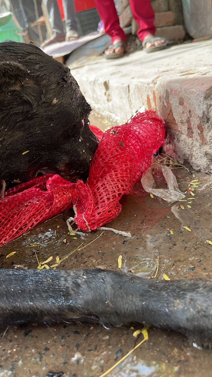 dhyanfoundation's tweet photo. New levels of low in the capital! This stray dog in Delhi has been severely beaten up by an unidentified offender on Mehrauli Main Market in Kalkadas Marg. The accused ran away after beating this poor being to bits. 

@htTweets @TOIIndiaNews @IndiaToday @ndtv @DelhiTimesTweet https://t.co/VrIMBkK76T