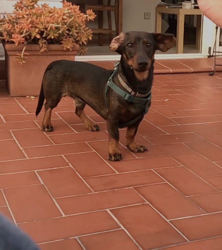 Se ha perdido un perro tipo salchicha por Barcelona, en #collserolla. Responde al nombre de Gastón. Please difundid y si lo veis DM. Gracias