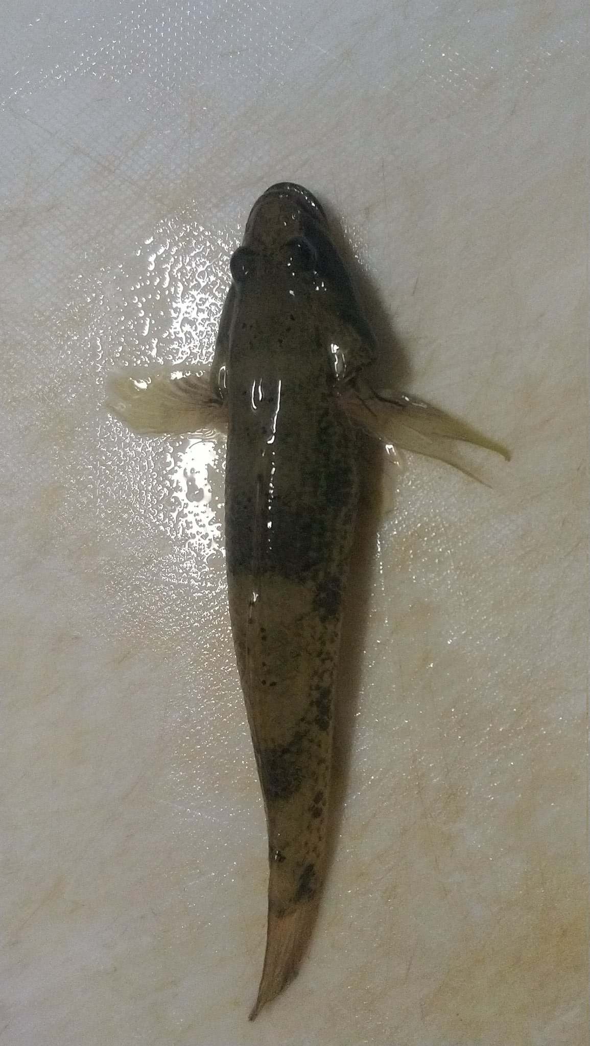 久保田翔 27種目 ウロハゼ マハゼにしちゃ太いなぁと思ったら 今日釣れたハゼは全てウロハゼでした 下顎が出てるのがウロハゼ 上顎が出てるのがマハゼ T Co Lwt6mzer4w Twitter