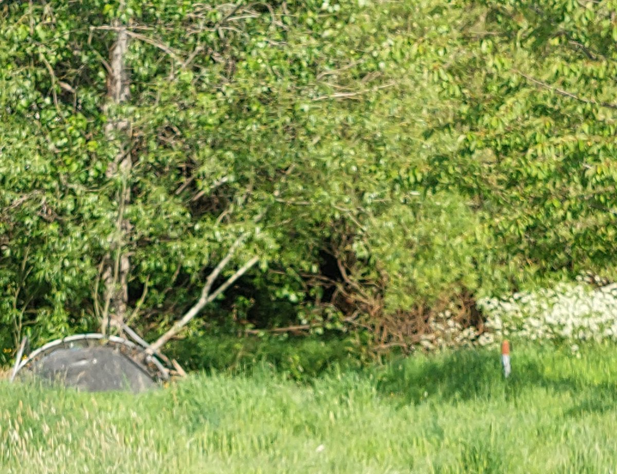 Mandy Hudson-Windsor tweet media