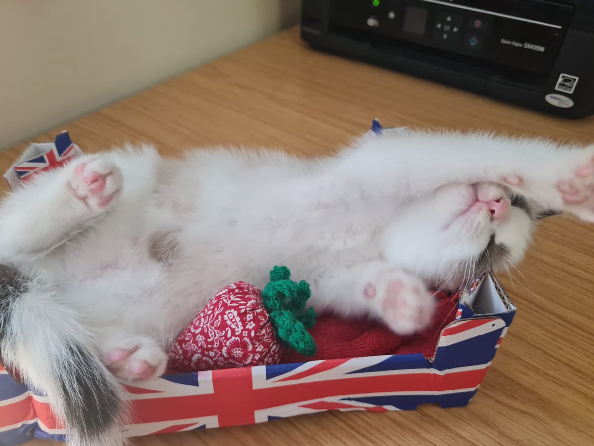 #Caturday #JubileeWeekend Paws up for the Jubilee 🐾 William has been chosen as is off to his new home next week with another #kitten and a resident #dog. We will miss you William!
